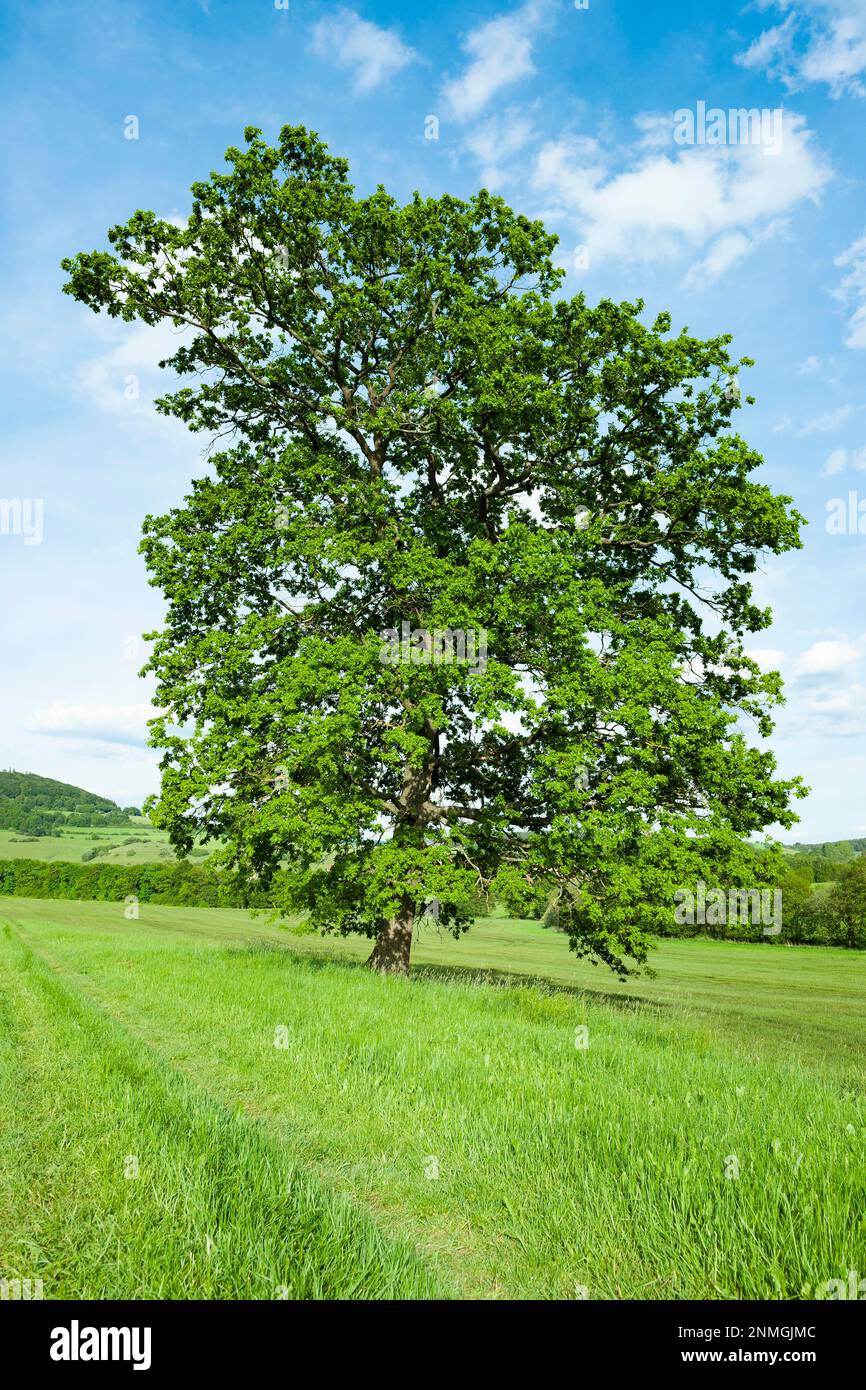 Englische Eiche (Quercus robur), Einzelhaft auf einer Wiese, Thüringen, Deutschland Stockfoto