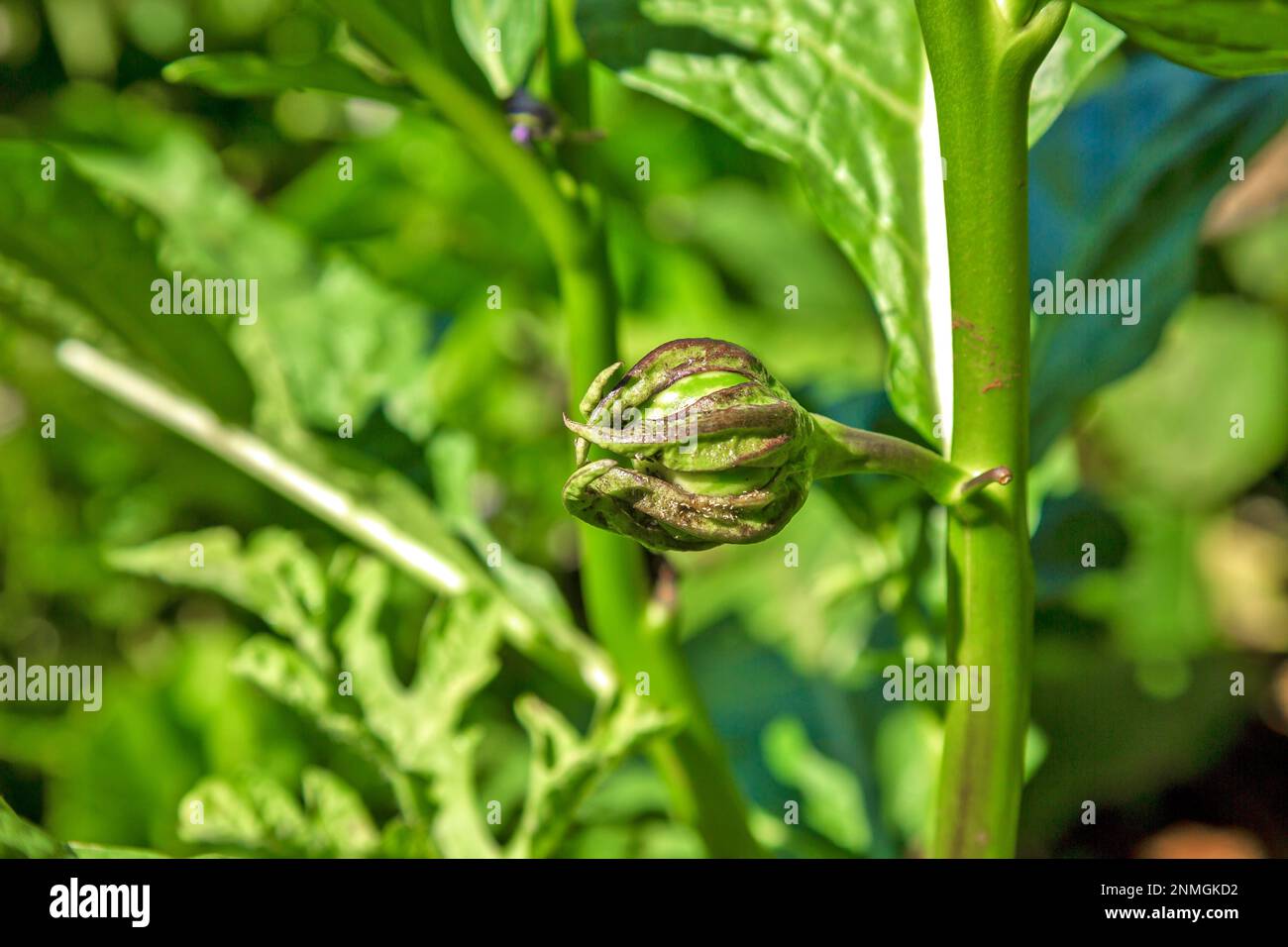 Frisch wachsende thailändische Erbsen-Auberginen (Erbsen-Aubergine), auch bekannt als runde thailändische Auberginen Stockfoto