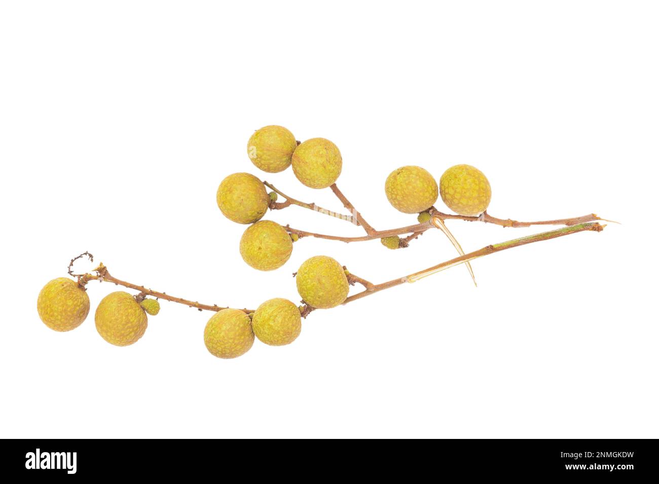 Longan (Dimocarpus longan) ist eine kleine, runde, süße und wässrige Frucht, die Lychee-Früchten sehr ähnlich ist. Es hat eine gelblich-braune dicke Schale Stockfoto