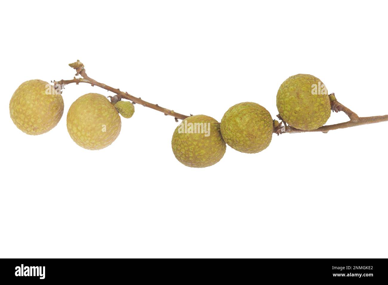 Longan (Dimocarpus longan) ist eine kleine, runde, süße und wässrige Frucht, die Lychee-Früchten sehr ähnlich ist. Es hat eine gelblich-braune dicke Schale Stockfoto