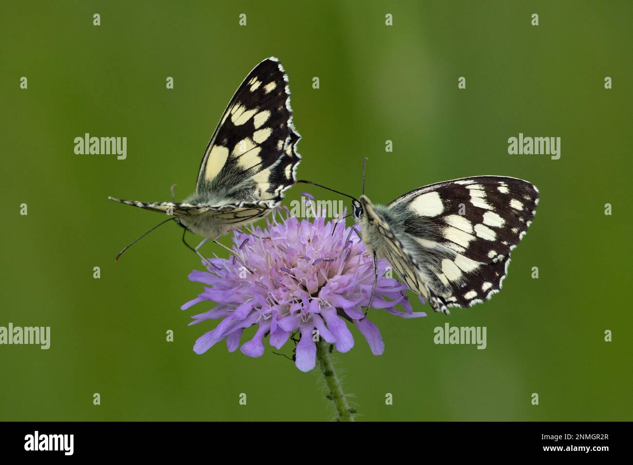 Schachbrett zwei Schmetterlinge mit offenen Flügeln, die auf lila Blüten sitzen und nach links sehen Stockfoto