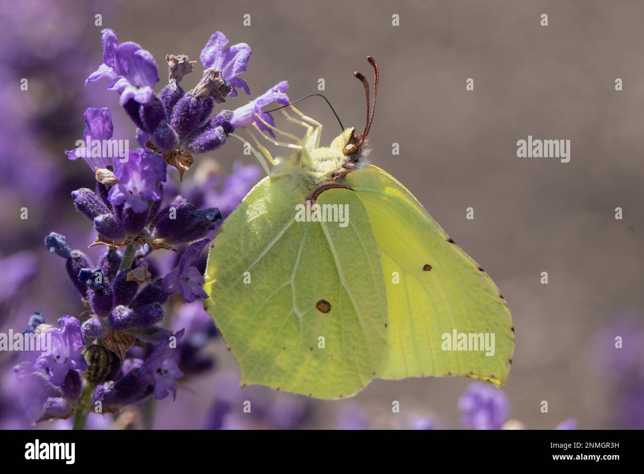 Zitronen-Schmetterling-Schmetterling mit geschlossenen Flügeln, die an lila Blüten hängen, die nach links aussehen Stockfoto
