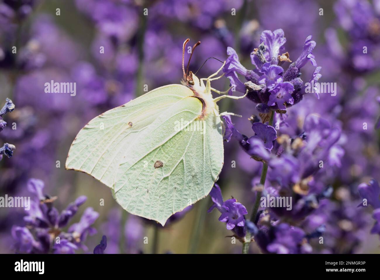 Zitronen-Schmetterling-Schmetterling mit geschlossenen Flügeln, die an lila Blüten hängen, und die sehen Stockfoto