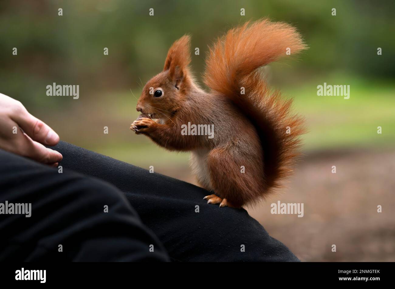 Eurasisches Eichhörnchen (Sciurus), rotbraun, sitzt auf dem Bein eines Menschen, ernähren sich Stockfoto