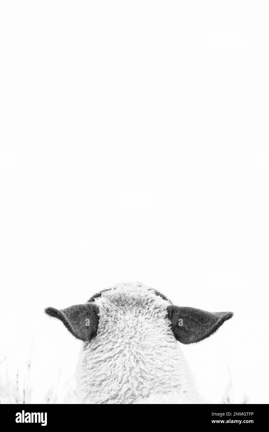 Hausschafe (Ovis aries), Kopf von hinten, schwarz weiß, wenige Gräser Stockfoto