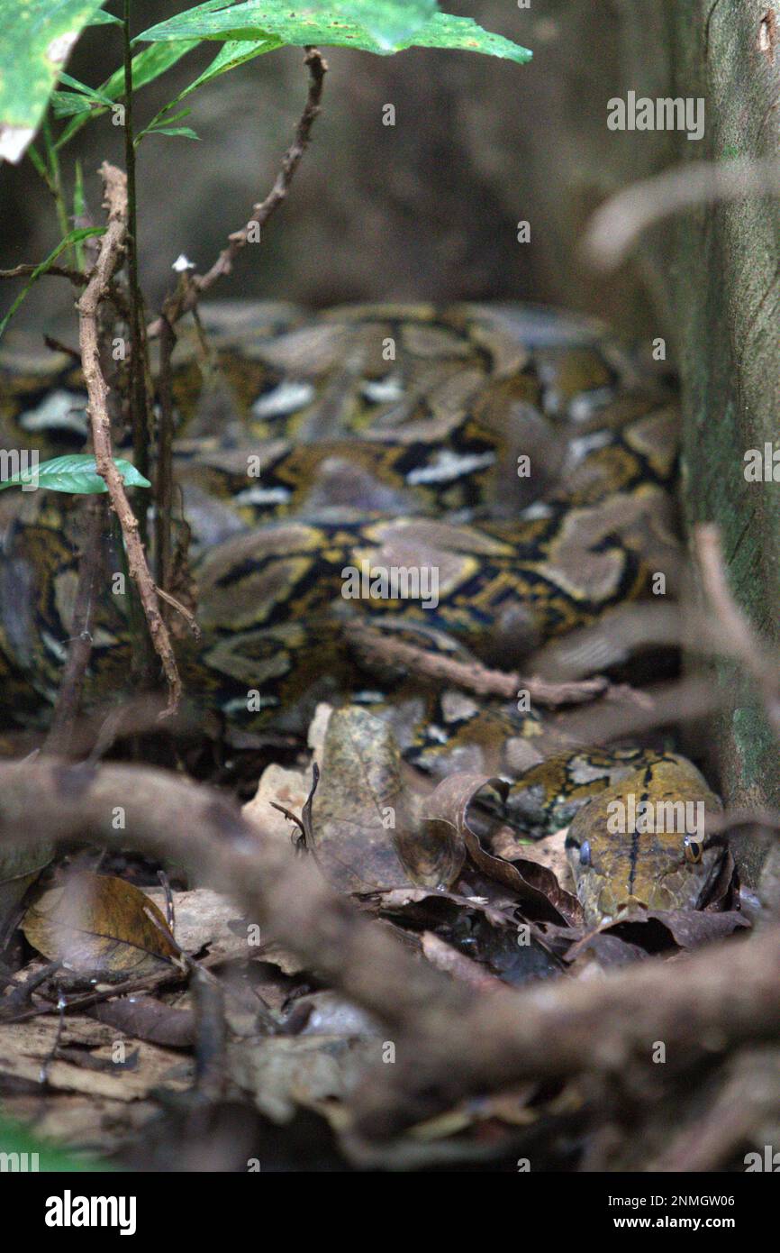 Unter einem Feigenbaum im Naturschutzgebiet Tangkoko, North Sulawesi, Indonesien, wird eine unbekannte Pythonart entdeckt. Jüngste Forschungsergebnisse deuten darauf hin, dass der Reichtum an Reptilien in den meisten Teilen der Welt aufgrund des anhaltenden künftigen Klimawandels wahrscheinlich erheblich zurückgehen wird. „Dieser Effekt, neben erheblichen Auswirkungen auf die Reichweite, Überschneidung und Position der Arten, war bei Eidechsen, Schlangen und Schildkröten gleichermaßen sichtbar“, schrieb ein Team von Wissenschaftlern unter der Leitung von Matthias Biber (Department for Life Science Systems, School of Life Sciences, Technical University of München, Freising). Stockfoto