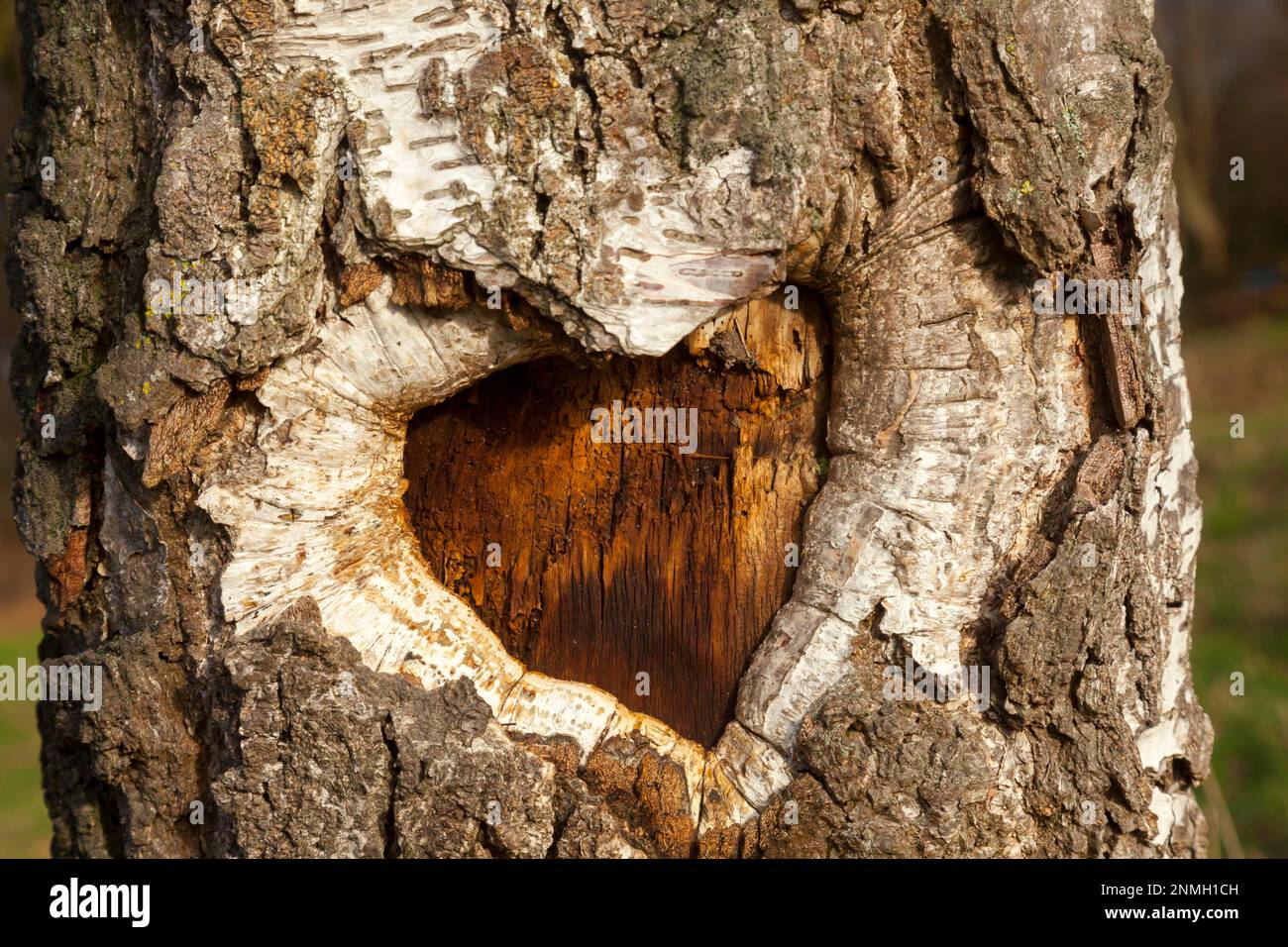 Herzform in einer Baumrinde, Deutschland Stockfoto