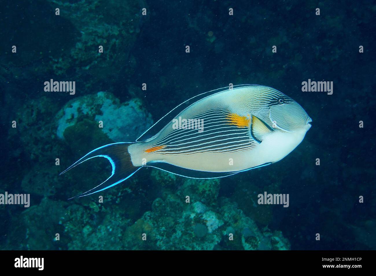 Chirurg des Roten Meeres-Clowns (Acanthurus sohal), Tauchplatz am Torfa Lassal Riff, El Quesir, Rotes Meer, Ägypten Stockfoto