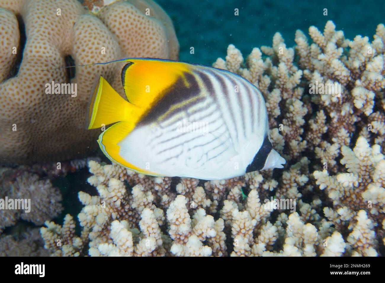 Threadfin Butterflyfish (Chaetodon auriga) vor kleinen Polypen Steinkorallen (Acropora), Tauchplatz House Reef, Mangrove Bay, El Quesir, Rotes Meer Stockfoto