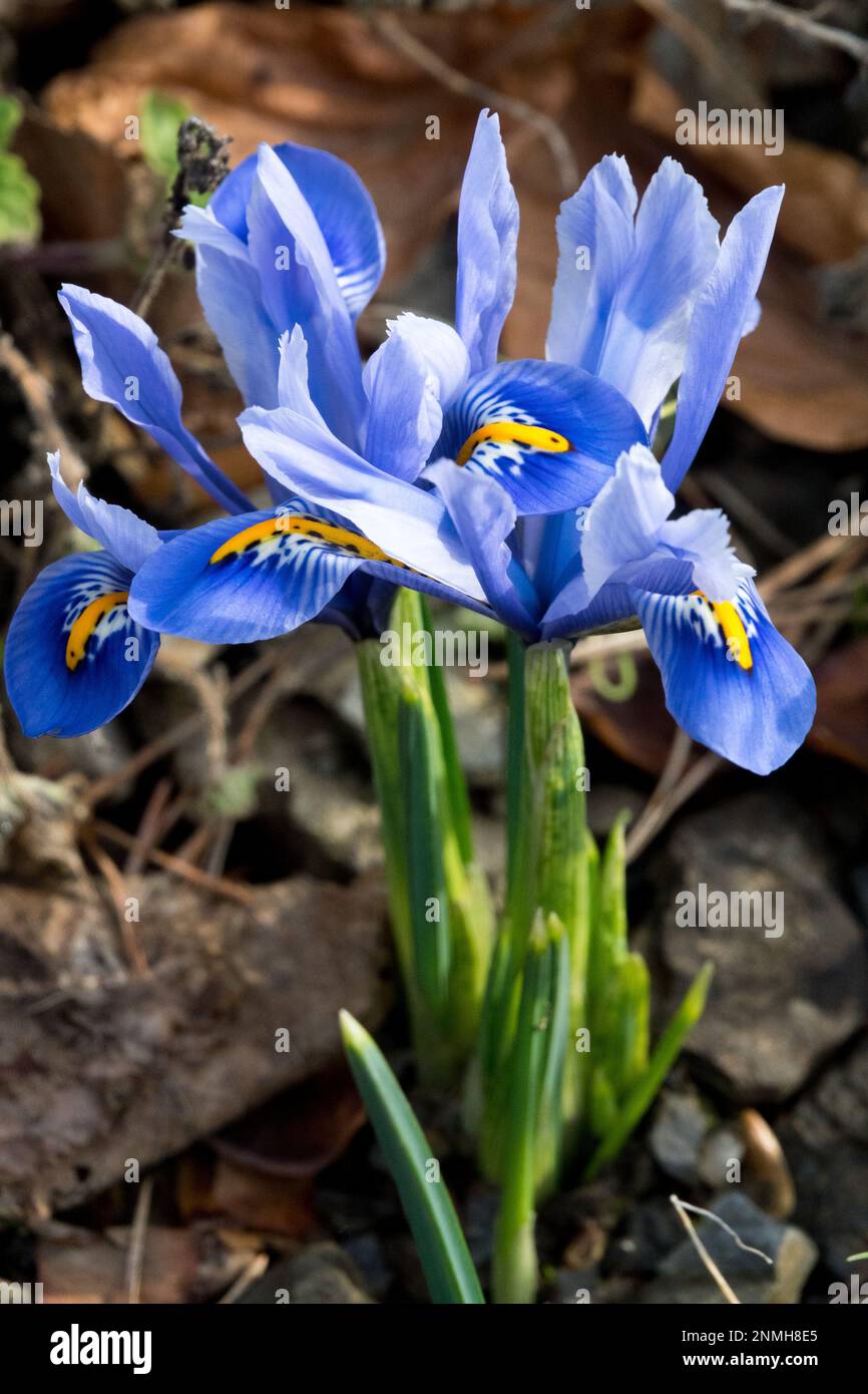 Iris 'Alida', Blue, Iris reticulata 'Alida', vernetzte Iris, Felsen, Garten, Pflanze Stockfoto