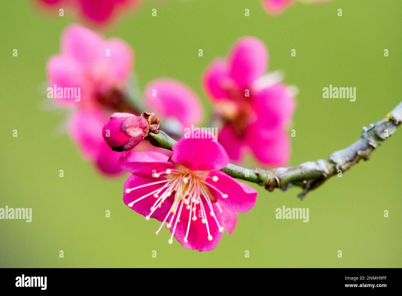 Nahaufnahme, Blüte, Ein, Zweig, Rosa, Blume, Winter, Eröffnung, Blüte, Prunus Mume „Beni Chidori“ Stockfoto