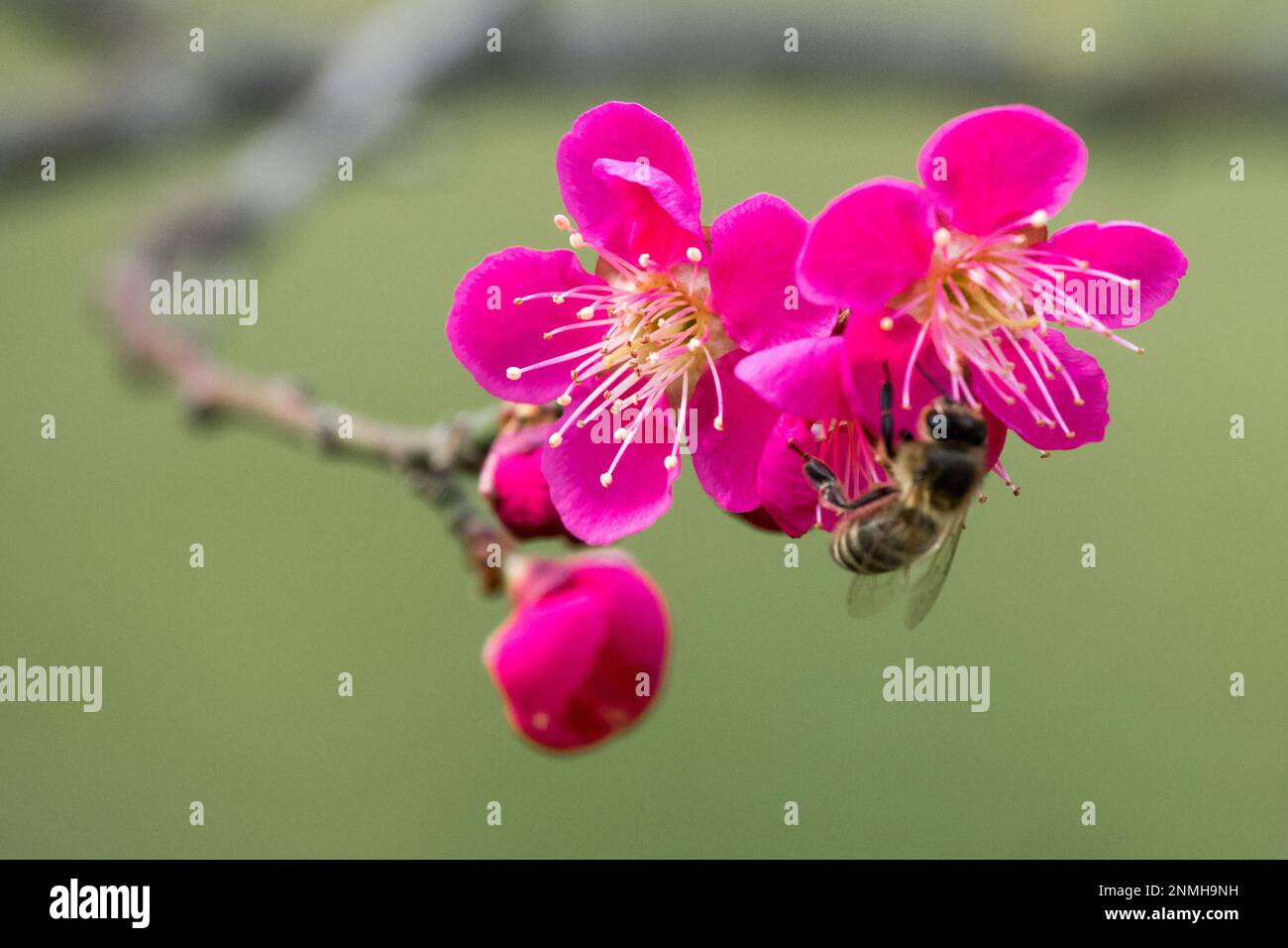 Prunus mume „Beni Chidori“, Prunus, Biene, Honigbiene, Prunus „Beni-Chidori“, Bienenblume, europäische Honigbiene, Winter, Blume Stockfoto