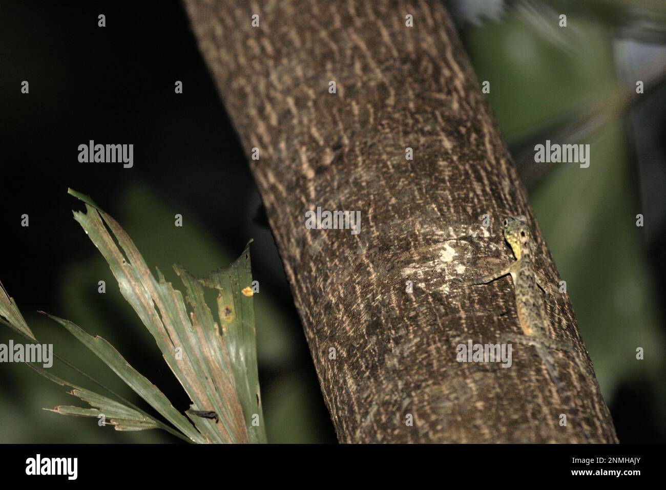 Eine von Sulawesi ausgekleidete Gleiteidechse (Draco spilonotus), die sich auf einem Baum im Naturschutzgebiet Tangkoko, North Sulawesi, Indonesien, bewegt. Jüngste Forschungsergebnisse deuten darauf hin, dass der Reichtum an Reptilien in den meisten Teilen der Welt aufgrund des anhaltenden künftigen Klimawandels wahrscheinlich erheblich zurückgehen wird. „Dieser Effekt, neben erheblichen Auswirkungen auf die Reichweite, Überschneidung und Position der Arten, war bei Eidechsen, Schlangen und Schildkröten gleichermaßen sichtbar“, schrieb ein Team von Wissenschaftlern unter der Leitung von Matthias Biber (Department for Life Science Systems, School of Life Sciences, Technical University of München, Freising). Stockfoto