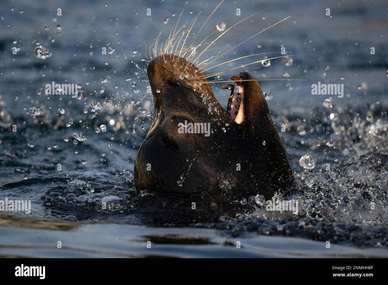 Kalifornischer Seelöwe (Zalophus californianus), männlich, im Wasser, gefangen, Deutschland Stockfoto