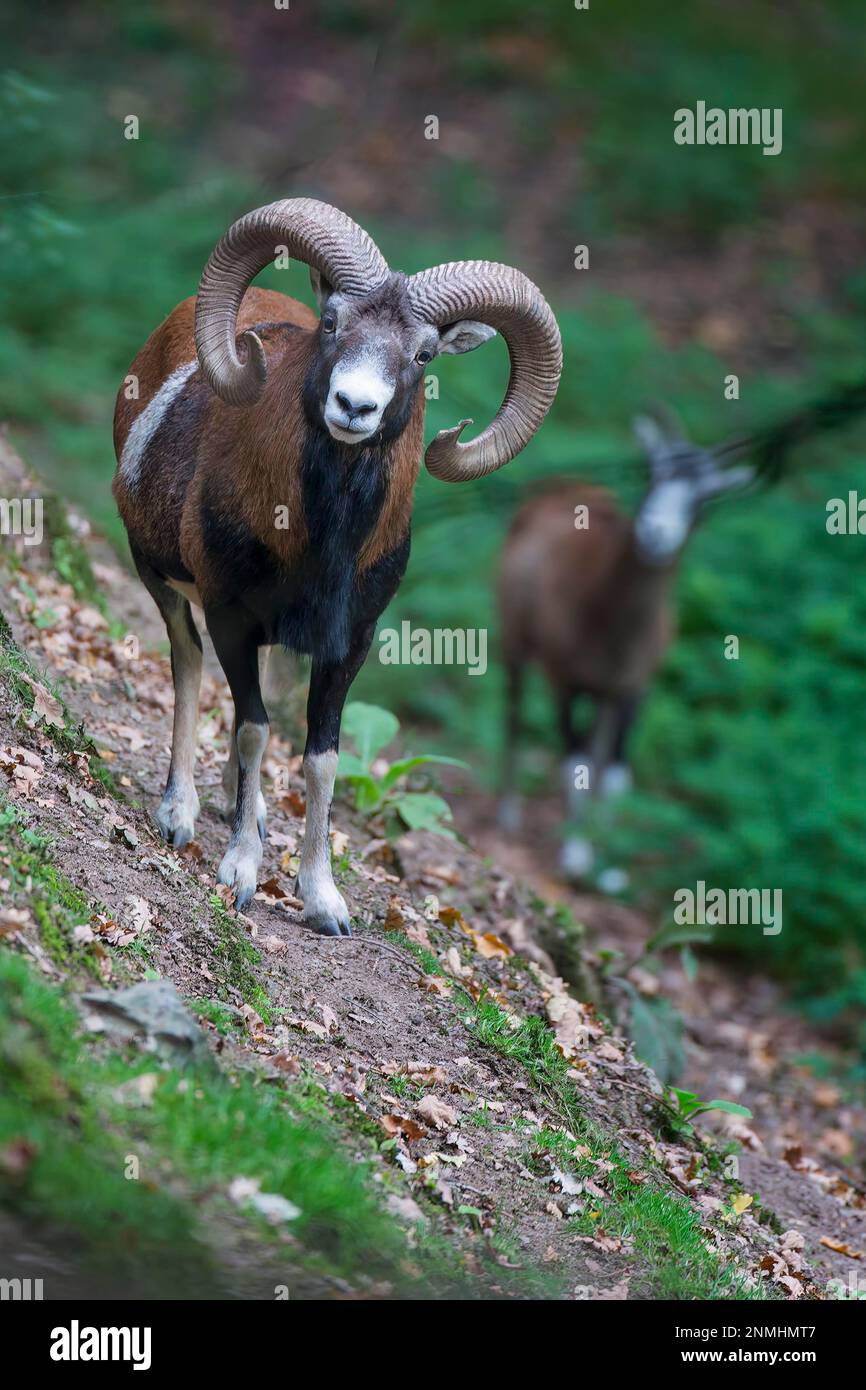 Eichenbock (Ovis gmelini musimon), Geweih, Schafe im Hintergrund, Waldbewohner, Geweih, Duebener Heide, Sachsen, Deutschland Stockfoto