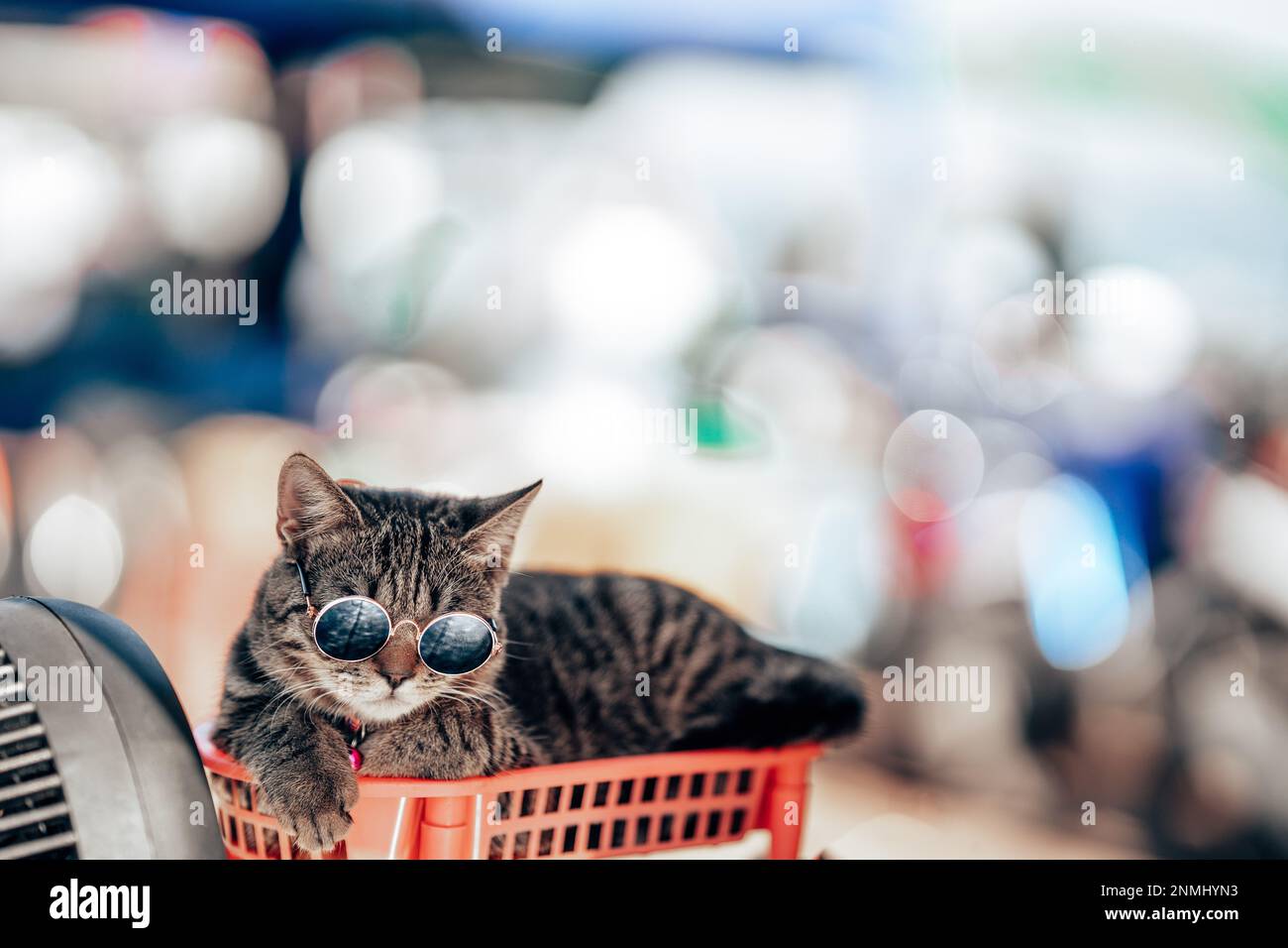 Eine Katze mit Brille. Ein Nahporträt einer lustigen gestreiften grauen Katze mit Sonnenbrille vor einem Bokeh-Hintergrund. Speicherplatz kopieren Stockfoto