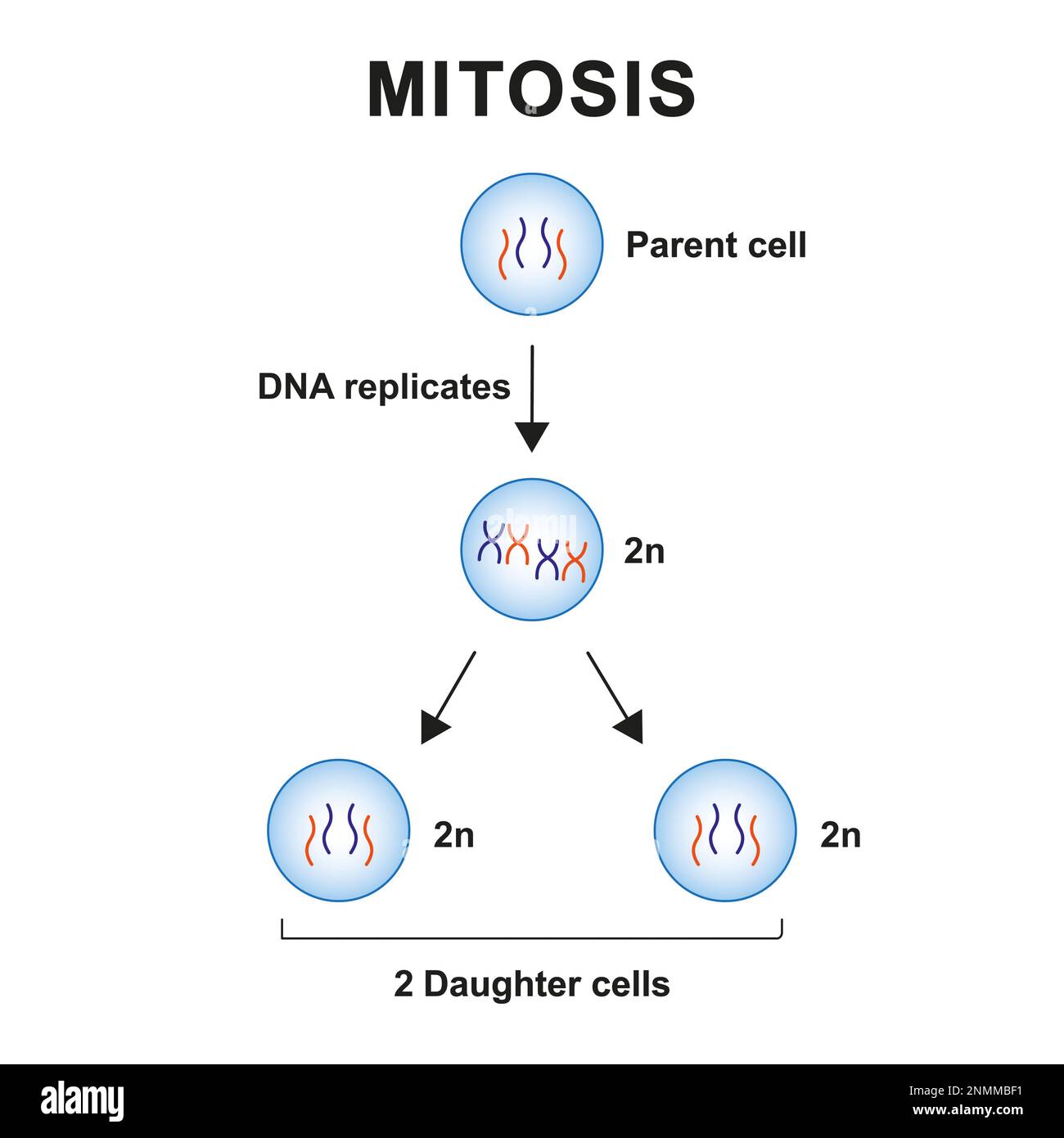 Mitosephasen, Illustration Stockfoto