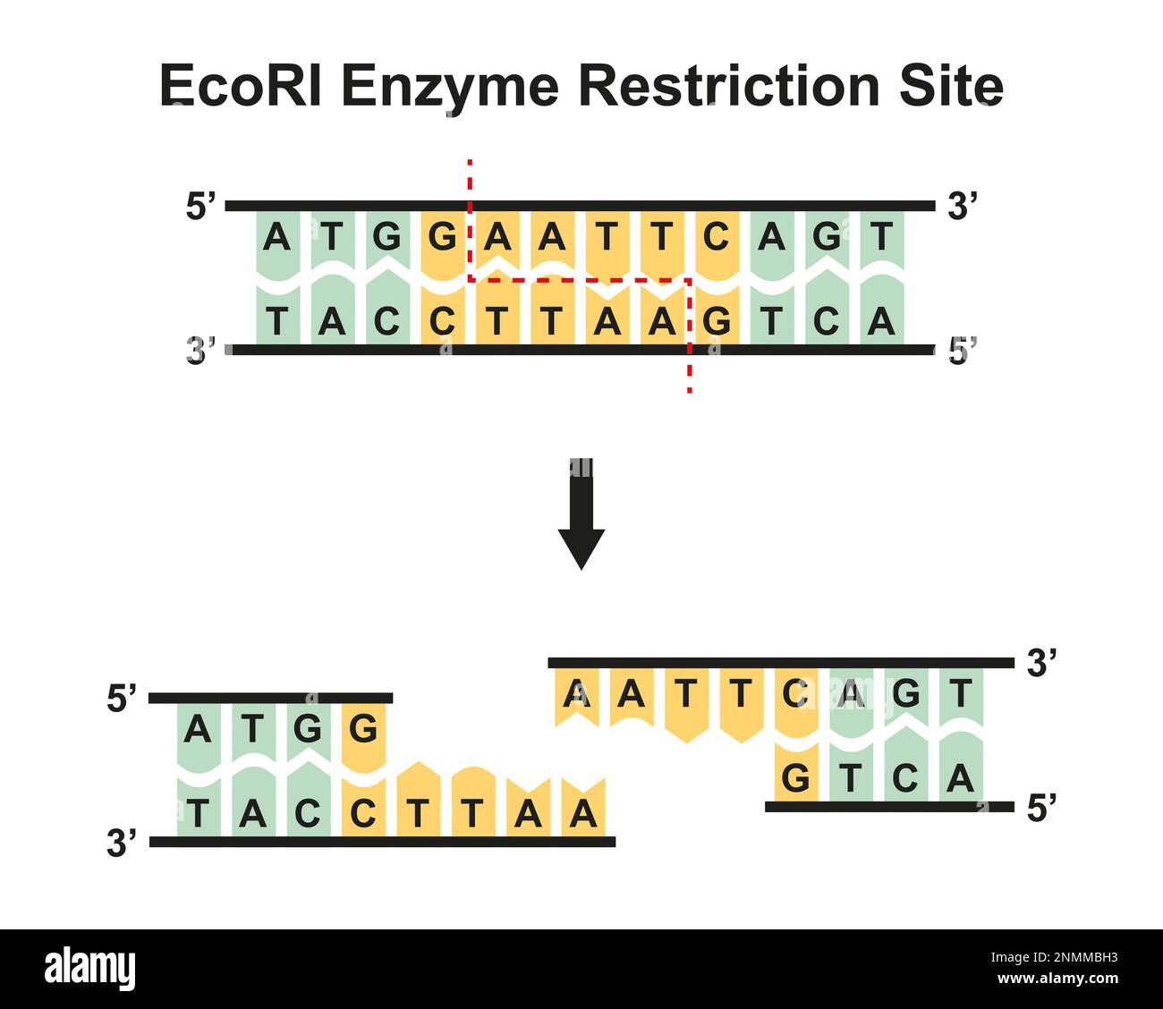 EcoRI-Enzymrestriktion, Illustration Stockfoto