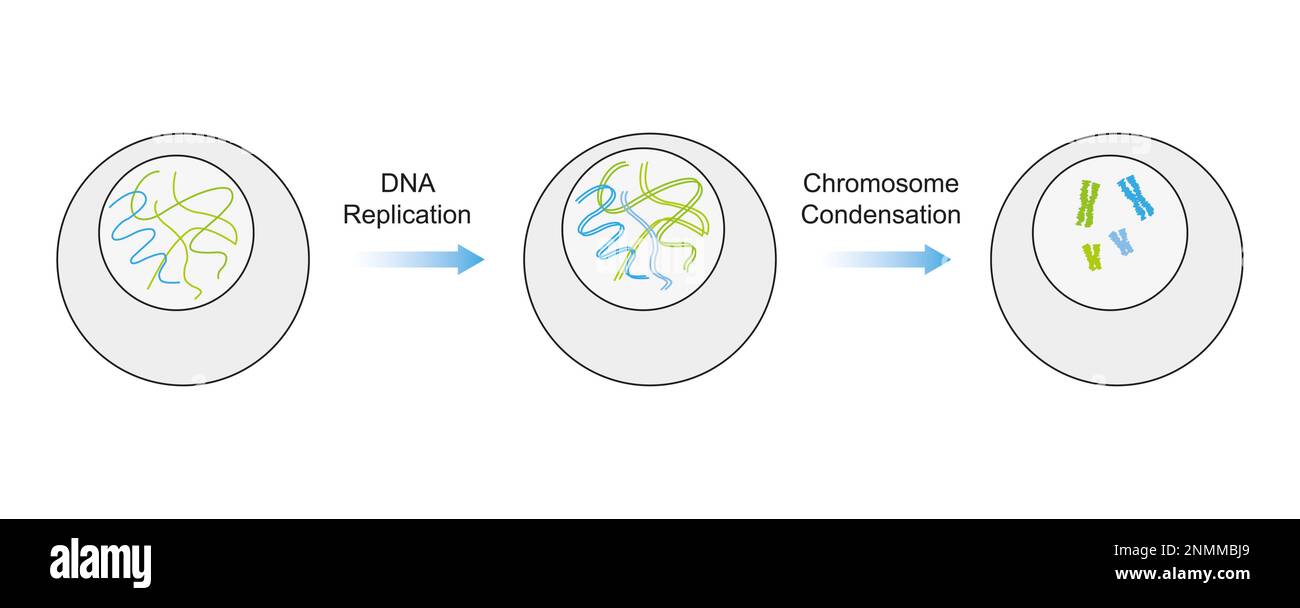 DNA-Replikation und Kondensation, Illustration Stockfoto