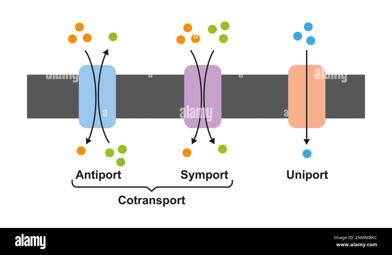 Membrantransportproteine, Illustration Stockfoto