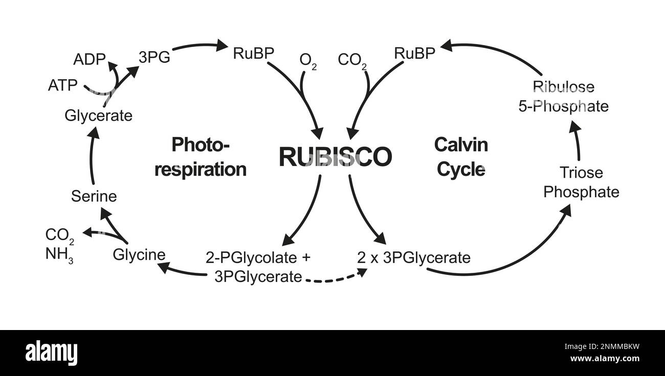 Photorespiration und Calvin-Zyklus, Illustration Stockfoto