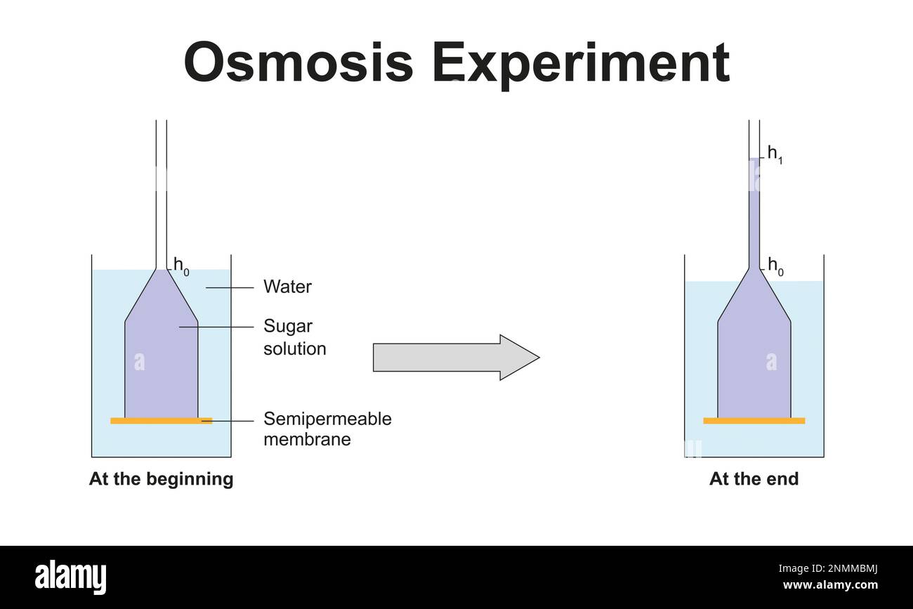 Osmose-Experiment, Illustration Stockfoto