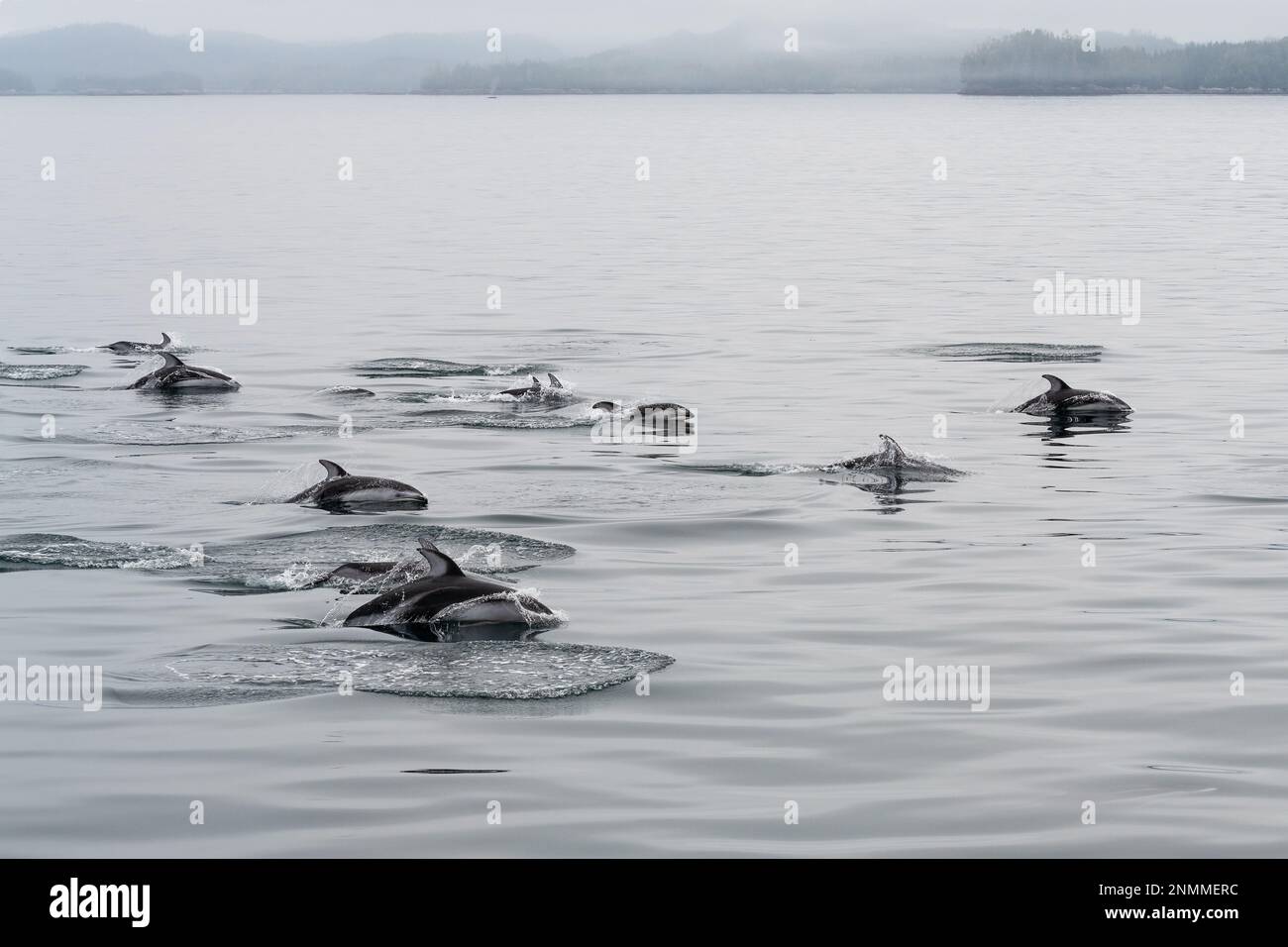 Herde pazifischer Weißwanddelfine (Lagenorhynchus obliquidens), Tofino, Vancouver Island, British Columbia, Kanada. Stockfoto