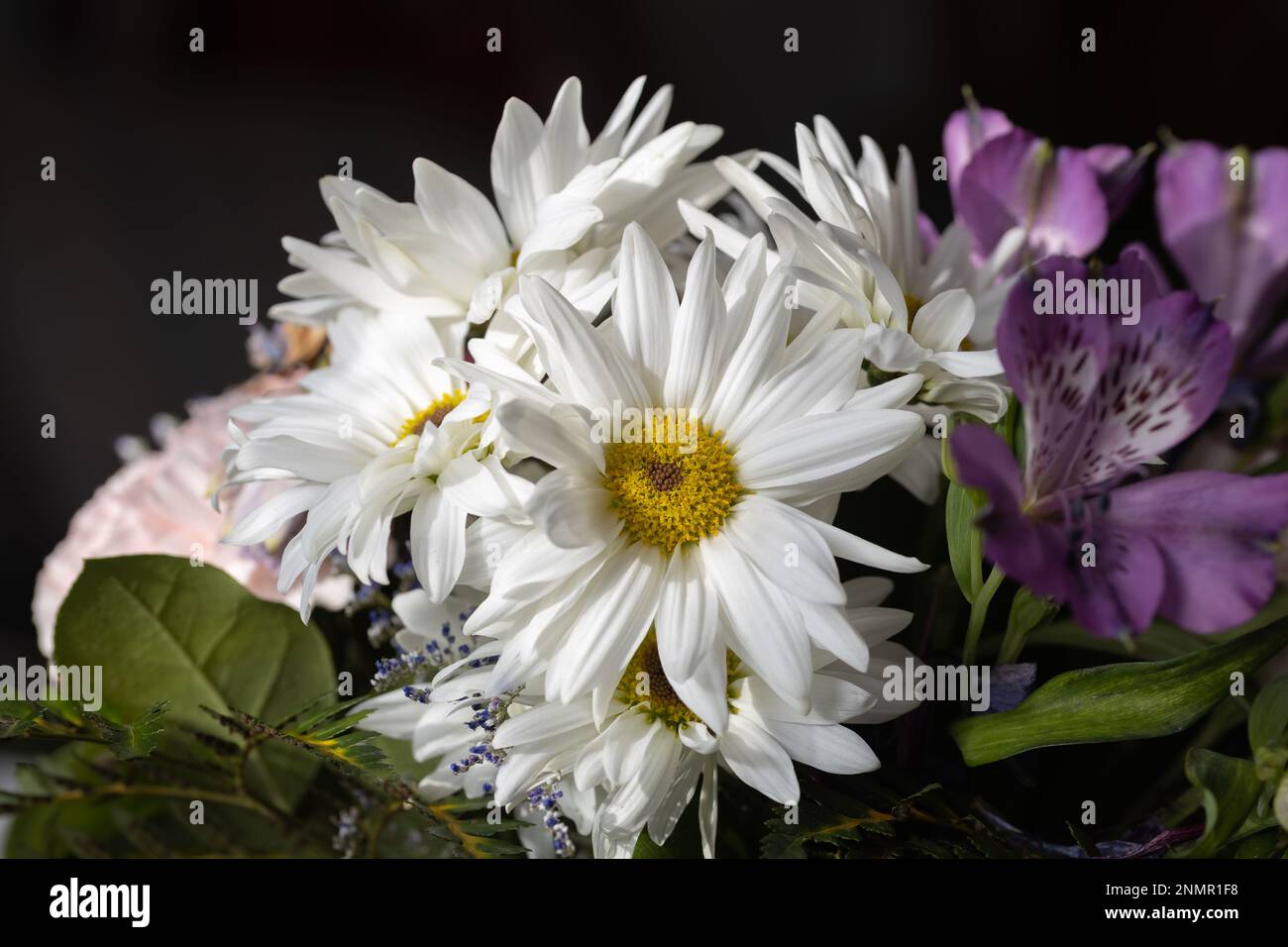 Vollformat-Makro-abstrakter Blick auf helle weiße Chrysanthemen in einem Blumenstrauß im Innenbereich Stockfoto