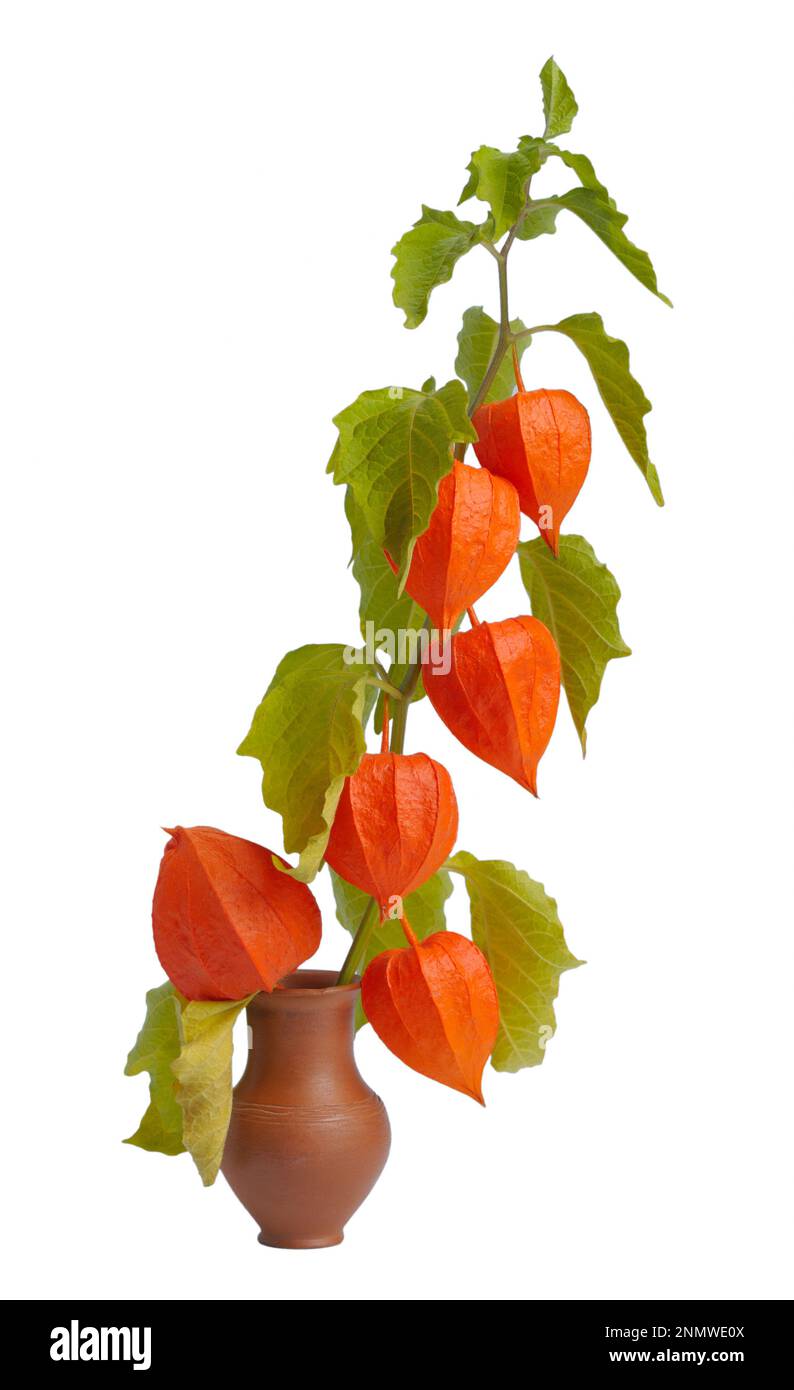 Leuchtend orange roter Zweig der Physalis-Pflanze reift im Spätsommer Stockfoto