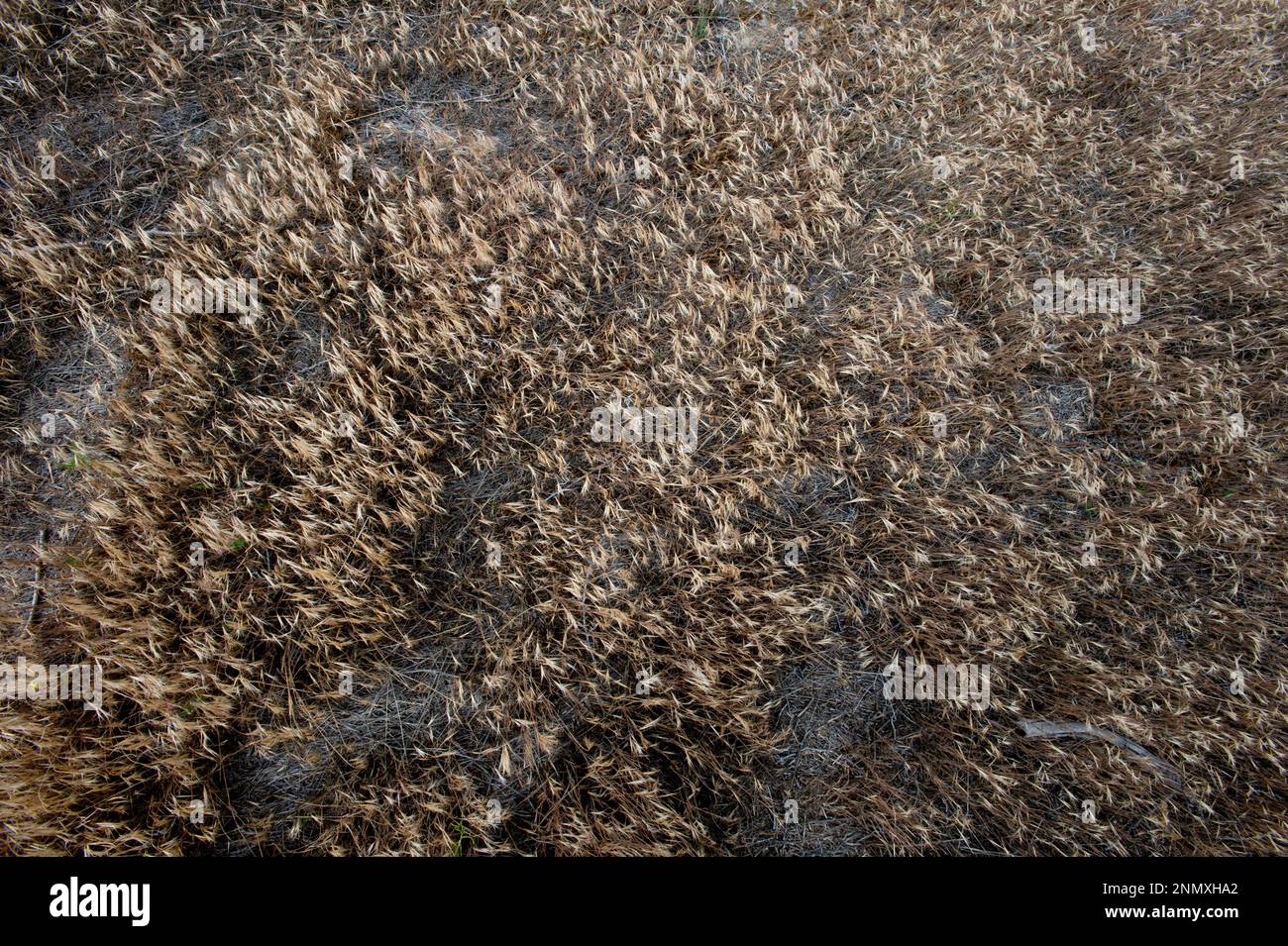 Käsegras (Bromus tectorum); SW Idaho Stockfoto