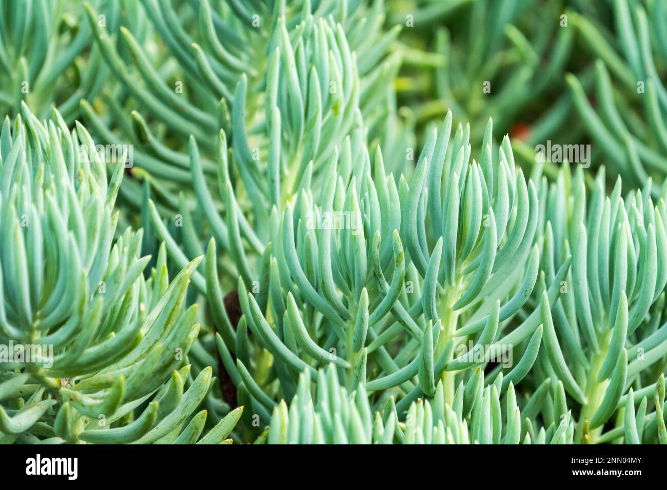 Abstrakter Naturhintergrund, Hintergrund oder Tapete von grünen saftigen Blättern aus nächster Nähe Konzept Gartenpflanzen Stockfoto
