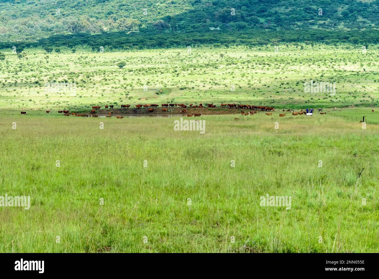 Rinderrinder oder Viehherden aus Freilandhaltung an einem Staudamm in Kwazulu Natal, Südafrika Stockfoto