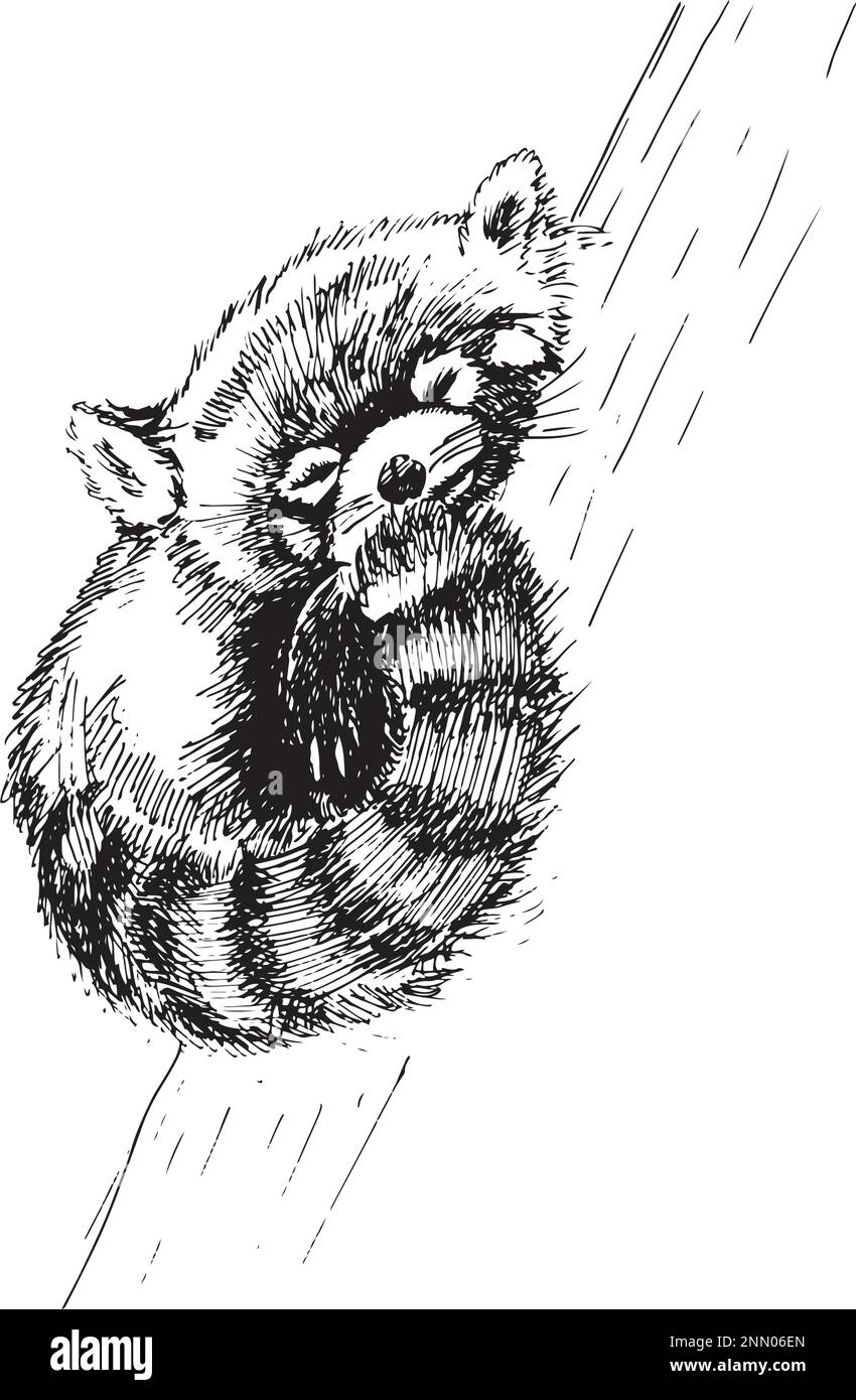 Vektorhandzeichnung des schlafenden roten Panda im Skizzenstil isoliert auf weißem Hintergrund. Süße Tierfigur. Stock Vektor