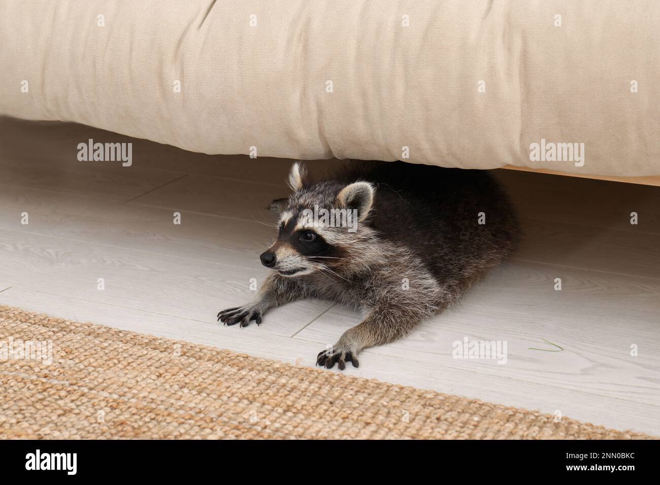 Süßer, lustiger Waschbär, der drinnen unter dem Sofa lag Stockfotografie -  Alamy