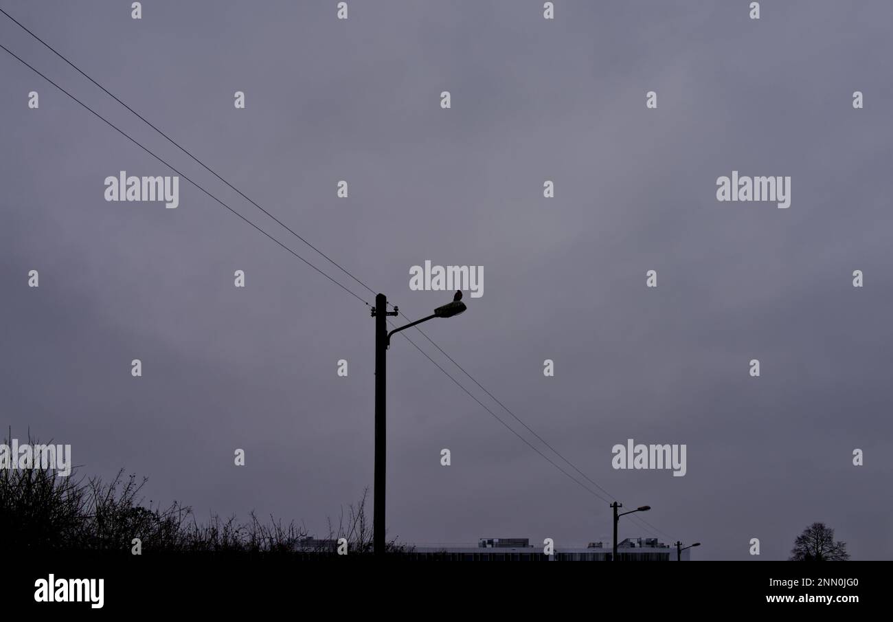 Eine einsame Taube, die auf einer Straßenlaterne sitzt und einen grauen Himmel dahinter hat Stockfoto