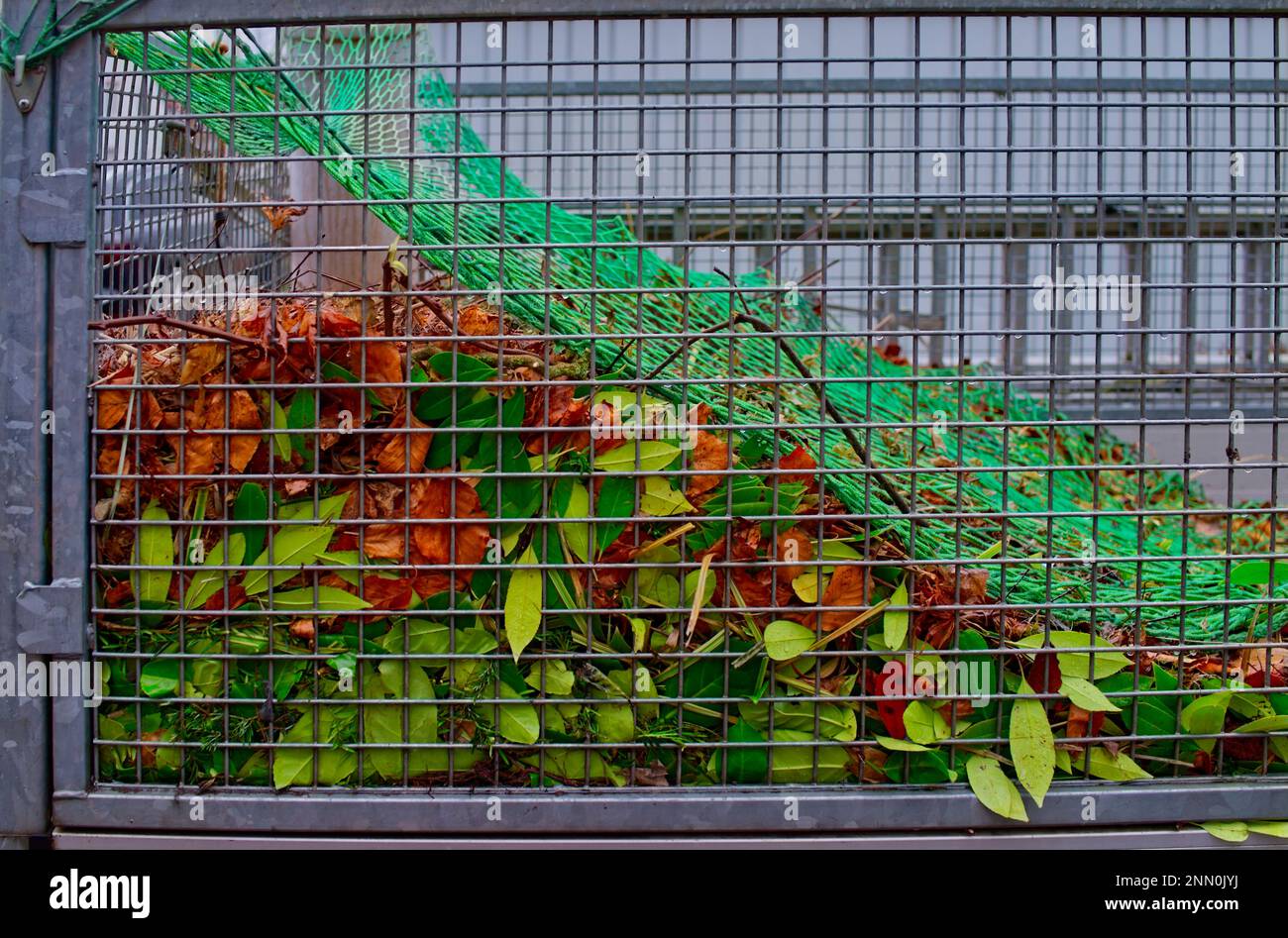 Ein Metallsammelbehälter in Form eines grauen Drahtkäfigs mit Proben von heruntergefallenen Blättern in brauner, gelber und grüner Farbe, die mit einem grünen Gitter abgedeckt sind Stockfoto