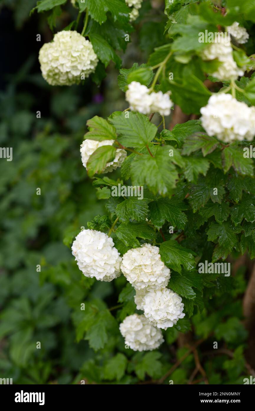 Weiße Frühlingsblumen des Schneeballbaums, Viburnum opulus „roseum“, UK Mai Stockfoto