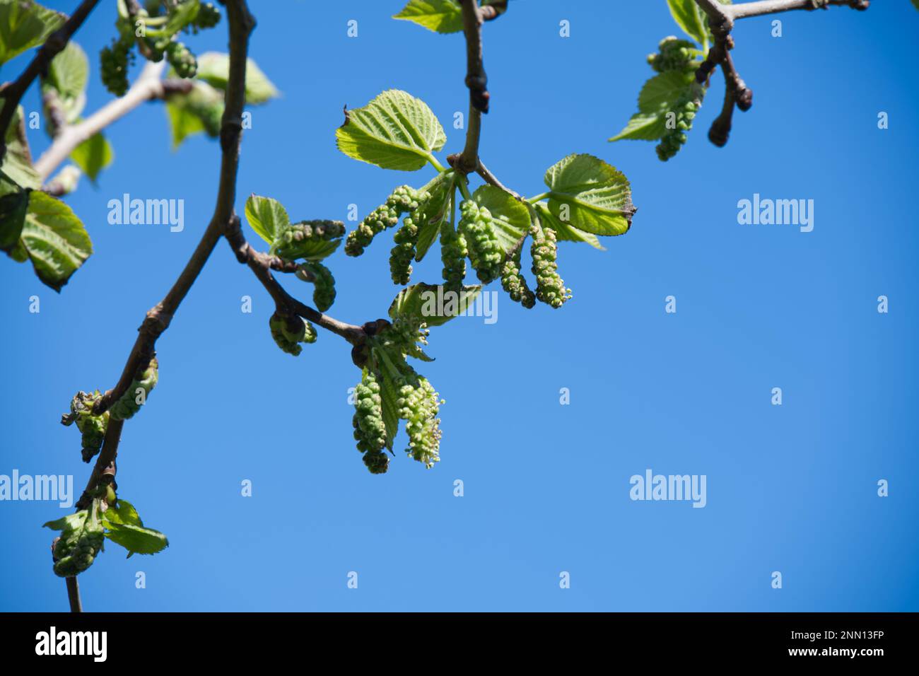 Frühlingsblumen aus schwarzer Maulbeere, Morus nigra Baum im britischen Garten Mai Stockfoto