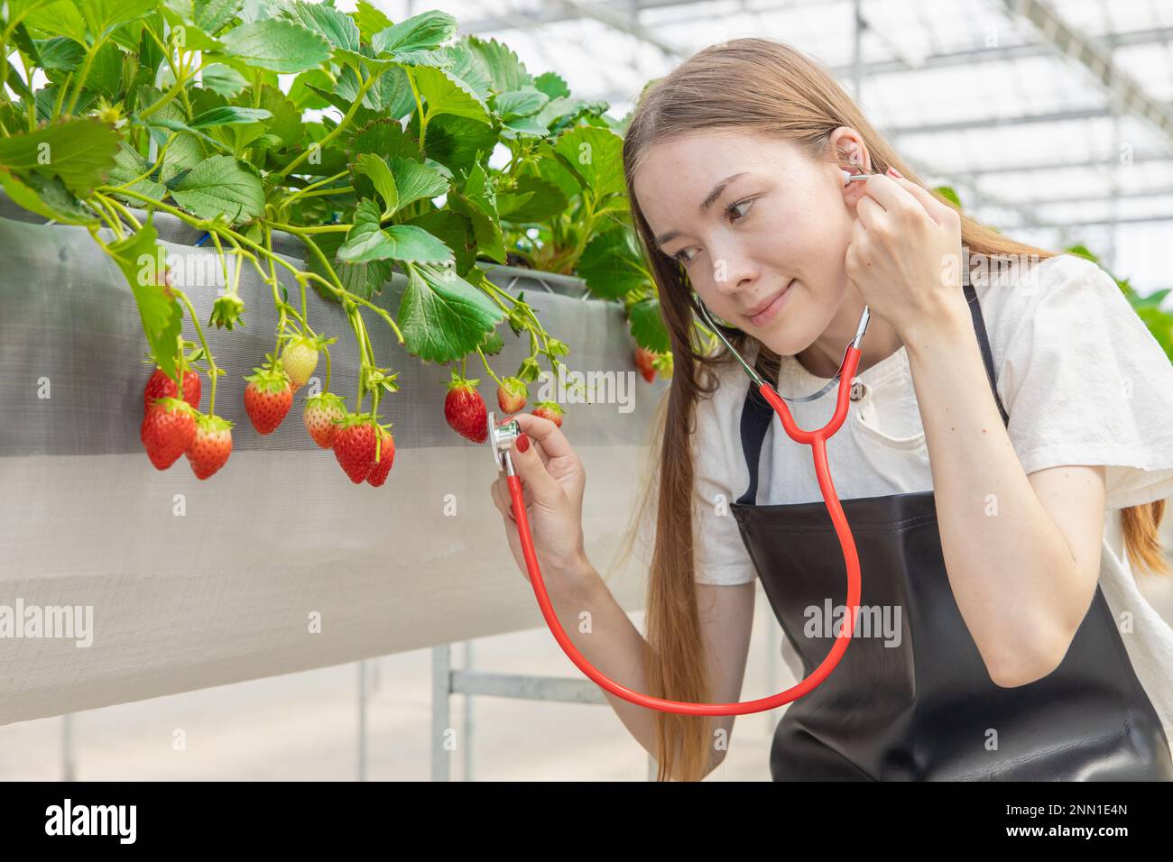 Bauer pflanzt Erdbeeren mit Liebe Pflege für gute beste Produkte Konzept. Ein Mädchen, das Stethoskop benutzt, um die Pflanzen zu hören. Stockfoto