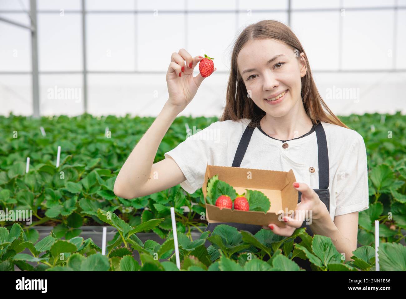 Junge Farmerin zeigt große rote, frische, süße Erdbeerfrüchte von einer Bio-Farm im grünen Haus Stockfoto