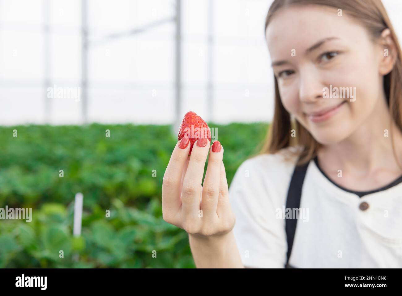 Junge Farmerin zeigt große rote, frische, süße Erdbeerfrüchte von einer Bio-Farm im grünen Haus Stockfoto