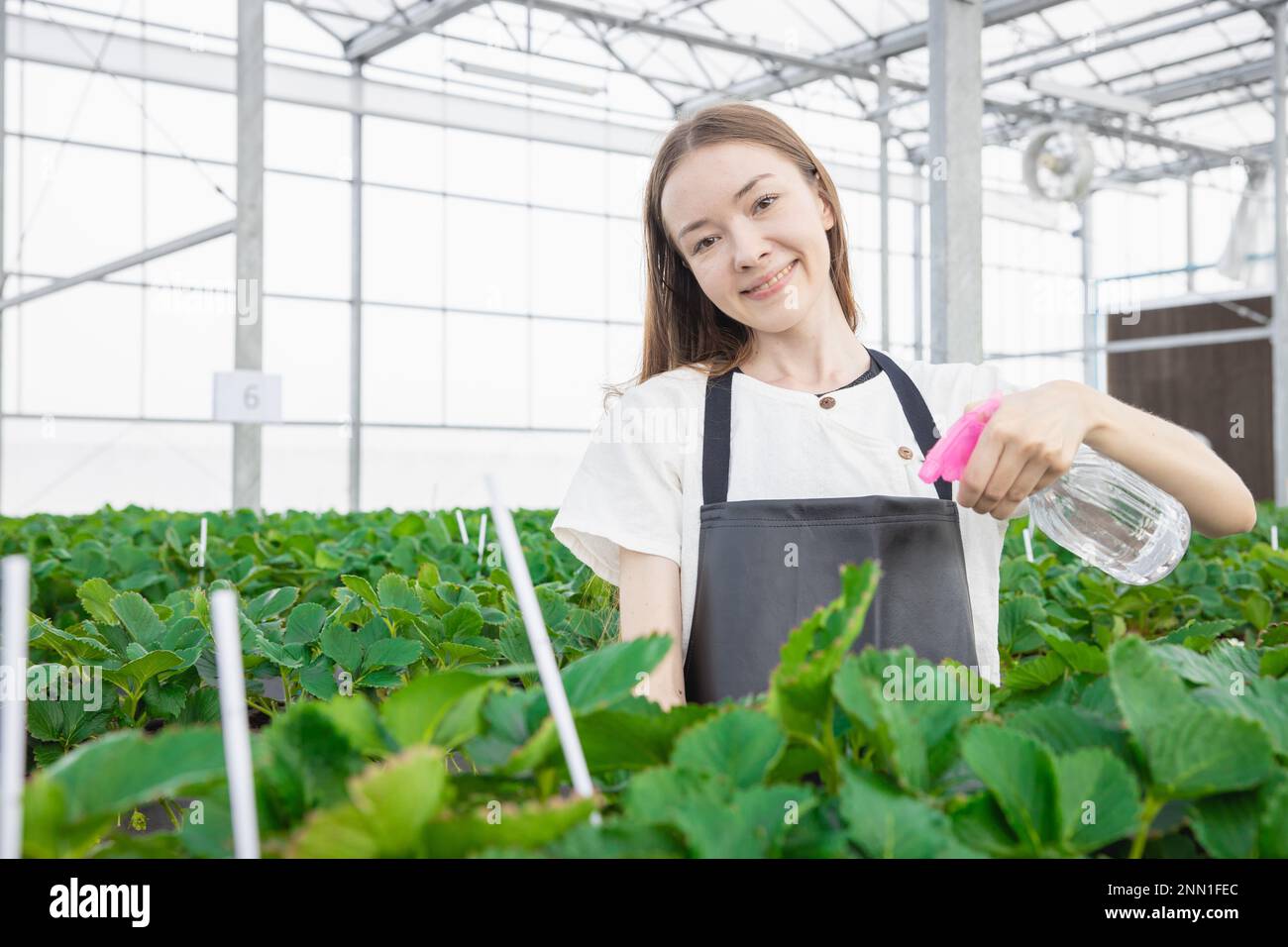 Farmer bewässert Dünger mit nebligen Spray Pflanzen Erdbeeren in Glashaus mit Sorgfalt fröhliches Lächeln Stockfoto