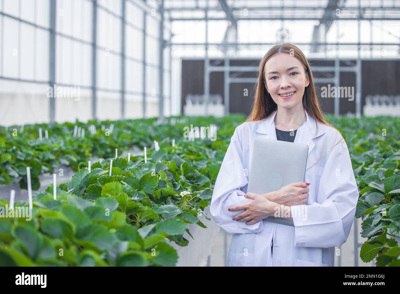 Porträtwissenschaftlerin im Grossgrünhaus-Bio-Erdbeer-Landwirtschaftsbetrieb für die arbeitende Frau in der Pflanzenforschung. Stockfoto