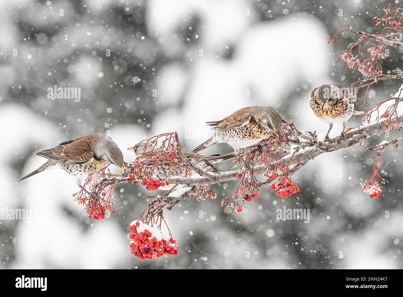 Verrückt nach den Rowan-Beeren, den Feldfarmen auf dem Ast (Turdus pilaris) Stockfoto