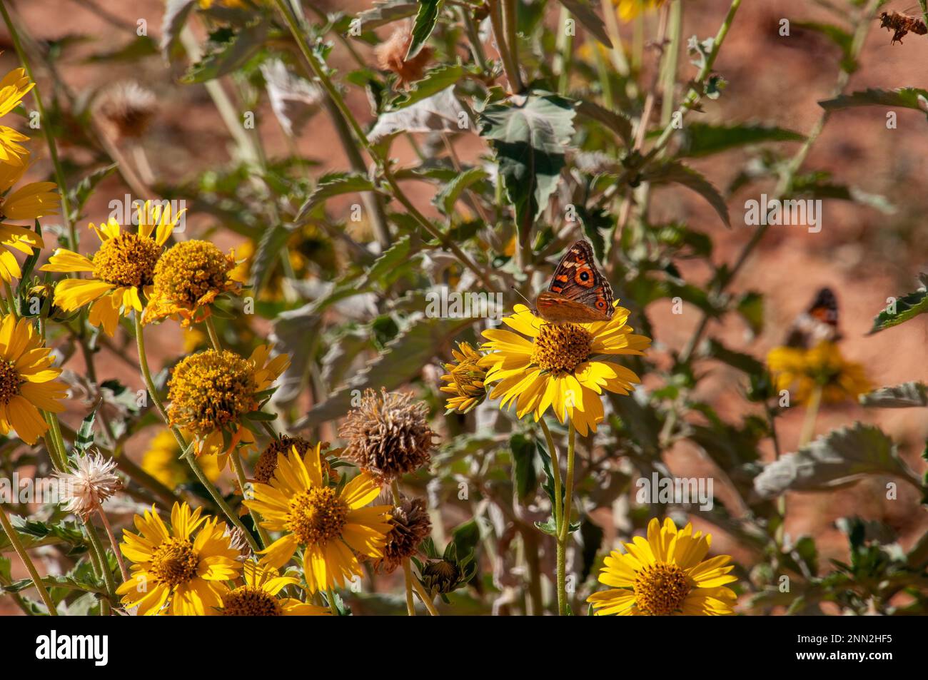Pooncarie Australien, einheimischer Wiesenargus-Schmetterling, hoch oben auf gelben Wildblumen Stockfoto