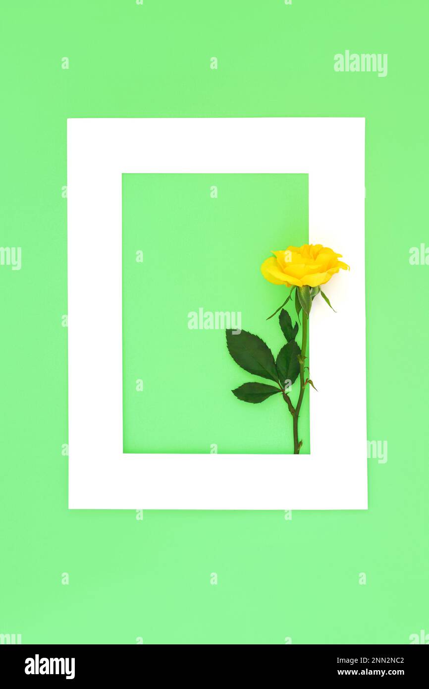 Im Gedächtnishintergrund. Gelbe Rosenblume auf weißem Rahmen auf Grün. Beerdigungseinladung, minimale Komposition, RIP-Gedenkkarte, Beileid. Stockfoto