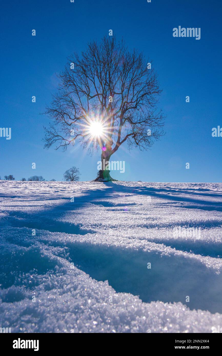 Fantastische Winterlandschaft mit einem Baum Stockfoto