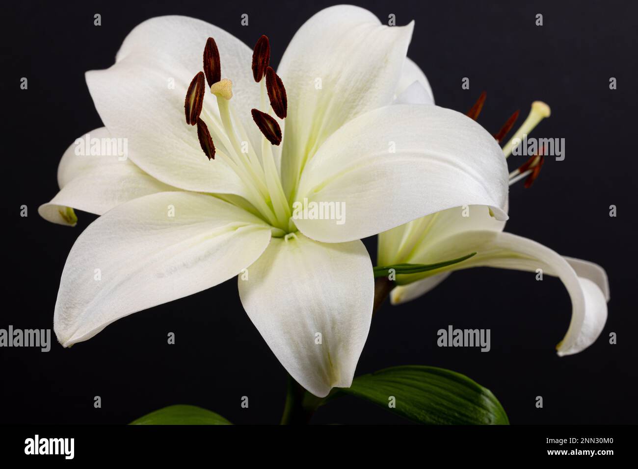 Mit einem schwarzen Hintergrund und einem Lichtkissen sind Lilium bulbusförmige Staudendämme Stockfoto