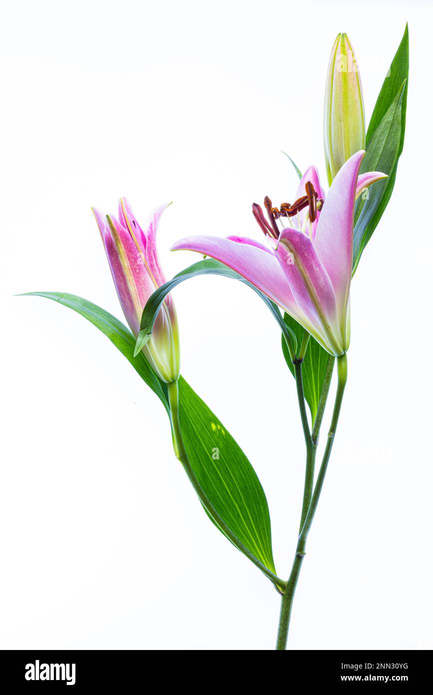 Mit einem schwarzen Hintergrund und einem Lichtkissen sind Lilium bulbusförmige Staudendämme Stockfoto