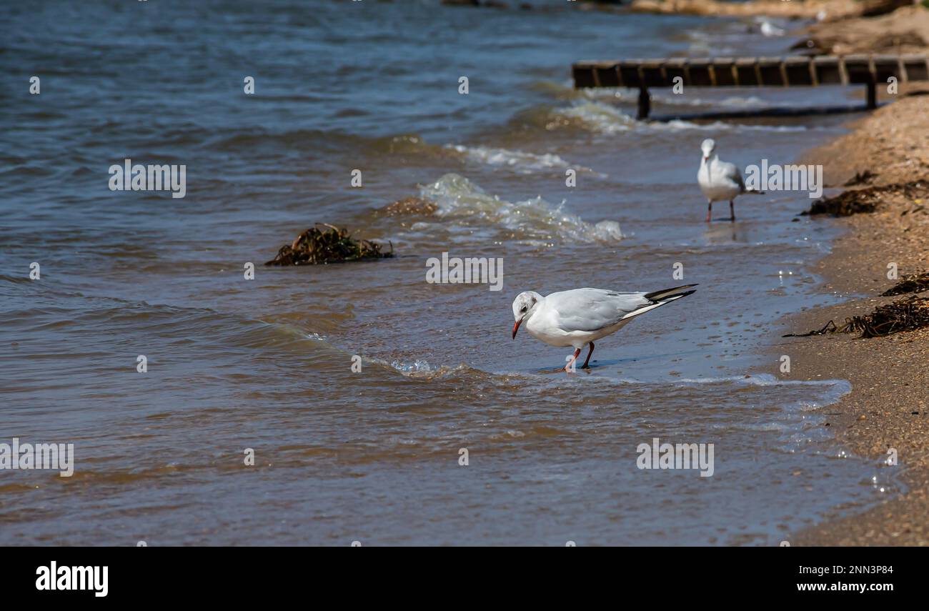 Süße Möwen laufen entlang der Küste, verbreiten ihre weiß-grauen Flügel und sammeln Lebensmittel, die sie finden. Stockfoto